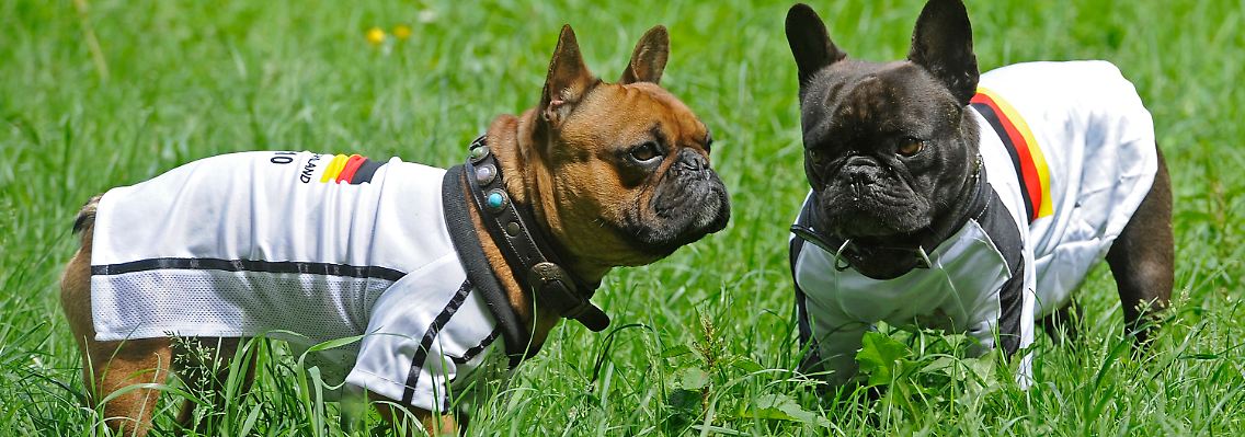 Auf gehts: Die beiden Bulldoggen Kuddel und Bruno sind bereit.