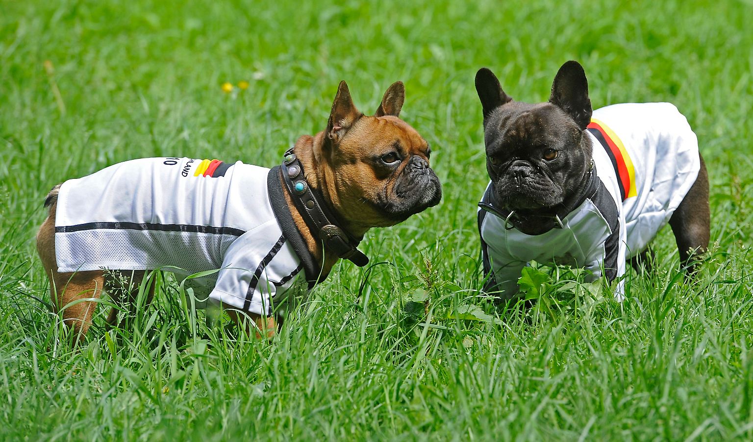 Die integrative Wirkung der Multikulti-Truppe namens deutsche Nationalmannschaft, sie wirkt auch über das Stadion hinaus. Im Bild: "Bruno" und "Knuddel" (r.), zwei französische Bulldoggen im DEUTSCHLANDTRIKOT.