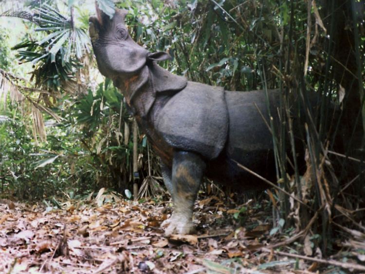 Im Mai 2010 wurden die Reste eines durch Wilderer getöteten Java-Nashorns entdeckt.