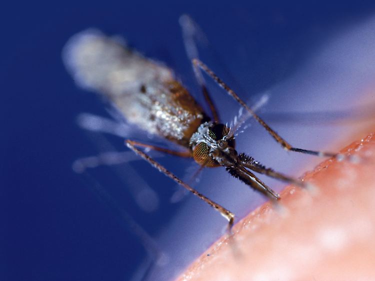 Auch dieses Tier könnte Malaria übertragen.