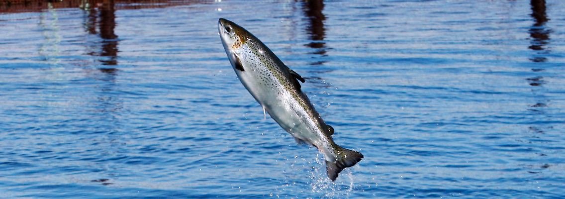 Ein Lachs in einer Farm in Eastport-Maine, im Osten der USA.