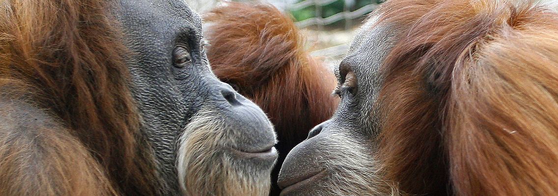 Orang Utans scheinen sich auch ohne Worte gut zu verstehen.