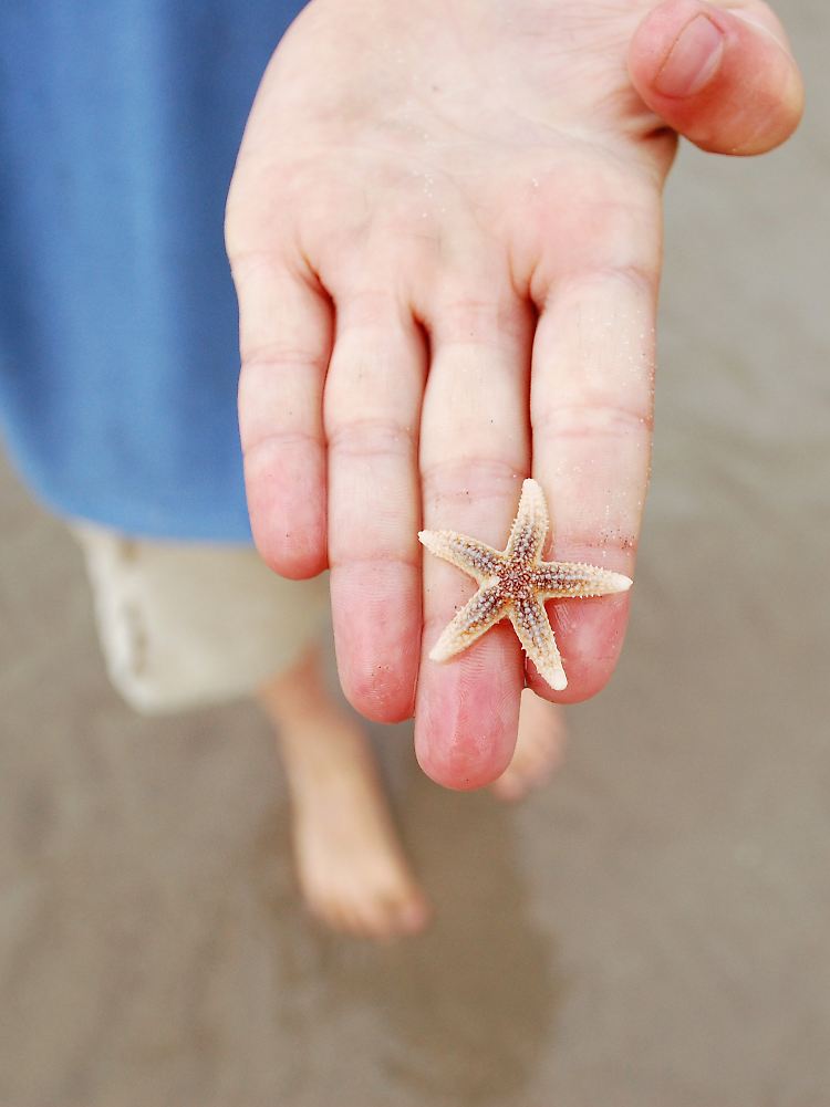 Jeder Strandspaziergang ist auch eine Entdeckungsreise - Seesterne sind auf Wangerooge keine Seltenheit. Anfassen ist okay, danach sollten sie aber zurück ins Wasser.