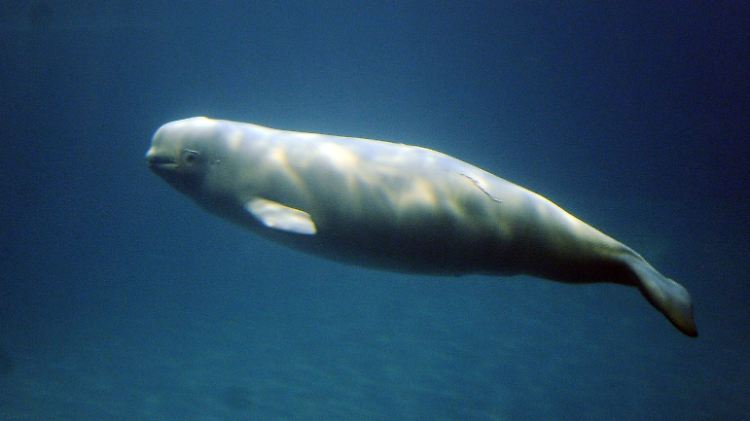 Ein Weißwal-Junges im Shedd Aquarium in Chicago.