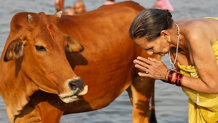 Heiliges Tier: Eine Hindu ehrt eine Kuh.
