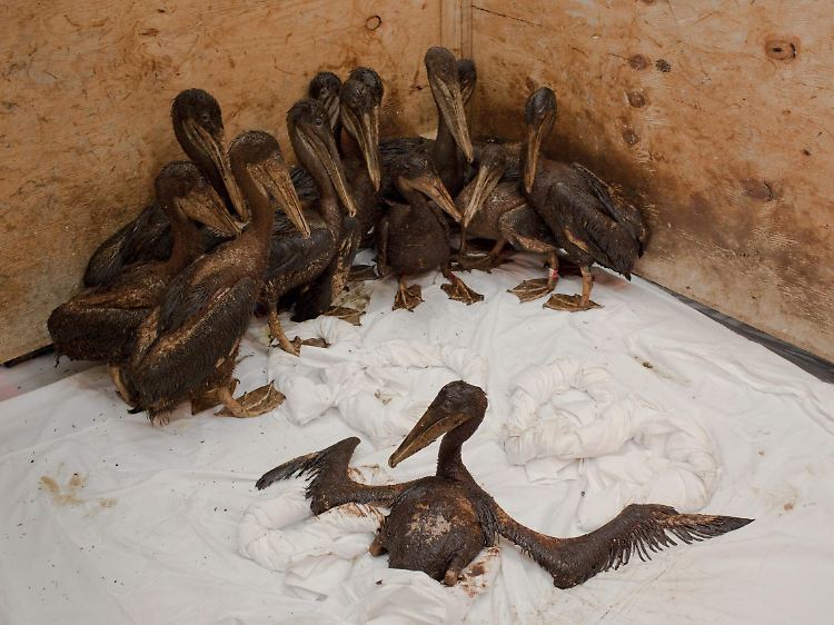 Junge Braunpelikane im Fort Jackson International Bird Rescue Research Center in Buras, Louisiana.