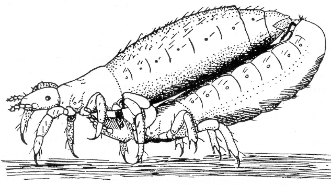 Die Illustration aus dem 19. Jahrhundert zeigt zwei sich paarende Kleiderläuse.