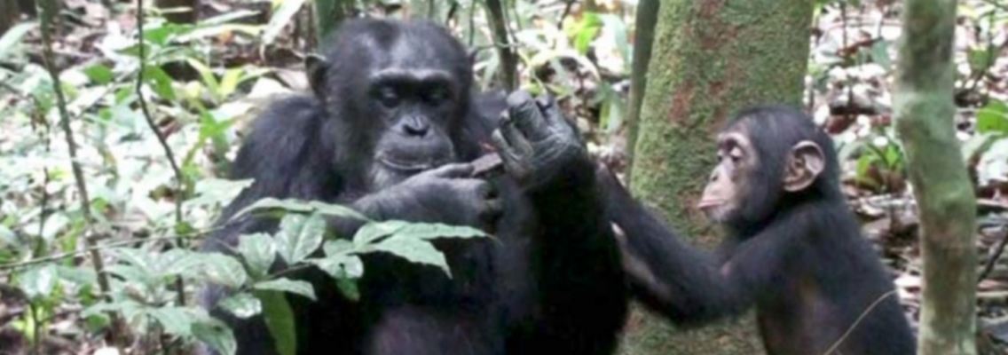 In freier Wildbahn konnten bei Schimpansen einige soziale Aspekte erkannt werden, wie die Adoption von verwaisten Tieren.
