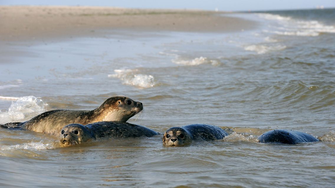 Seehunde, die von der Aufzuchtstation Norddeich in das niedersächsische Wattenmeer ausgewildert werden, auf der ostfriesischen Insel Juist.