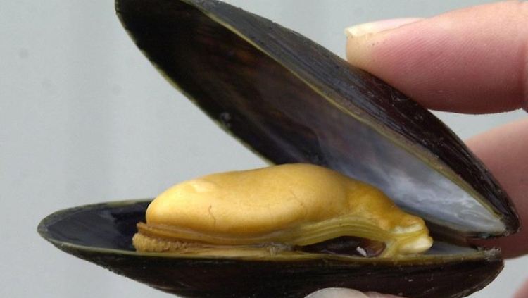 Miesmuscheln - für viele gehören sie zum perfekten Urlaub dazu. Ohne Hepatitis-A-Schutz kann der Genuss aber unangenehme Folgen haben.