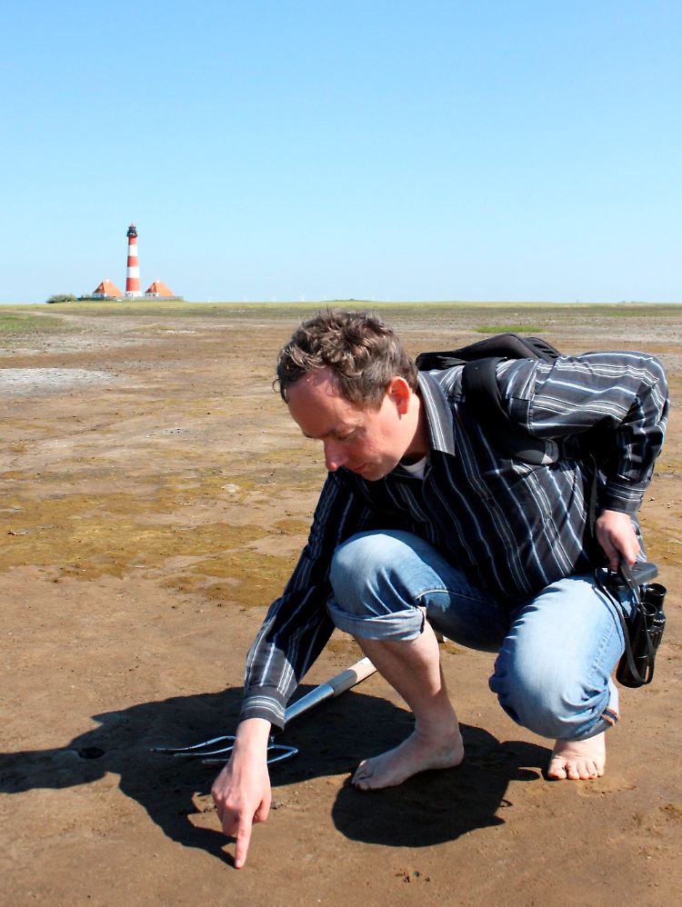 Das Wattenmeer ist Heimat für etwa 10.000 Arten von Einzellern, Pflanzen, Pilzen und Tieren.