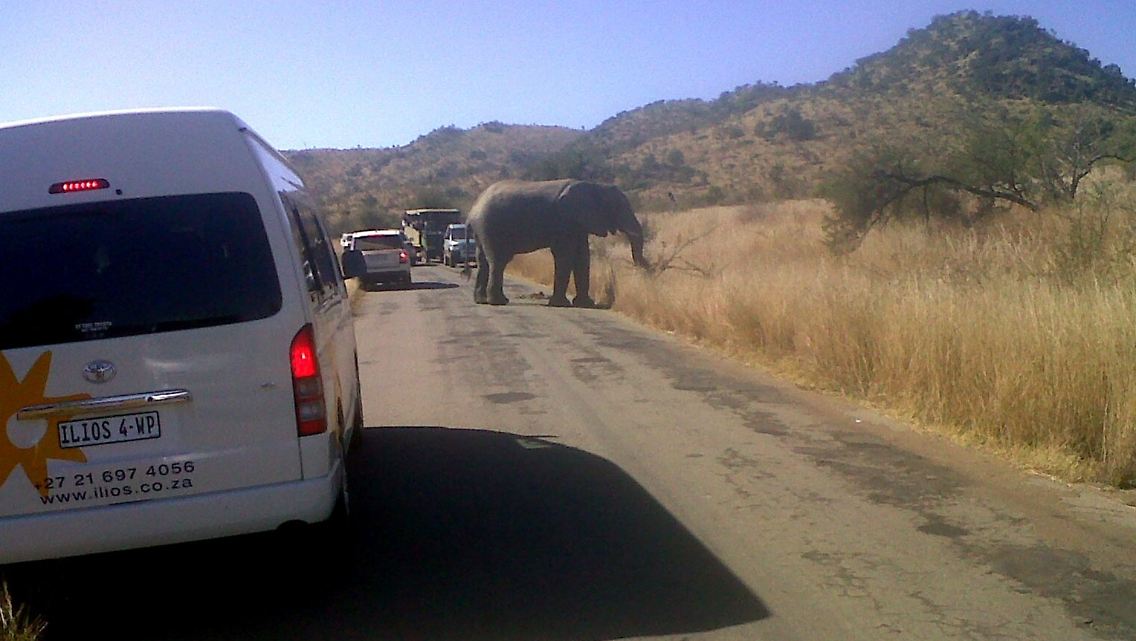 Ein Elefantenbulle verhindert die Weiterfahrt von Urlaubern auf einer Safaristraße im Pilanesberg-Naturpark in der Nähe von Rustenburg.