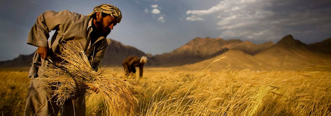 Ein afghanischer Bauer erntet in der Nähe von Kabul Weizen.