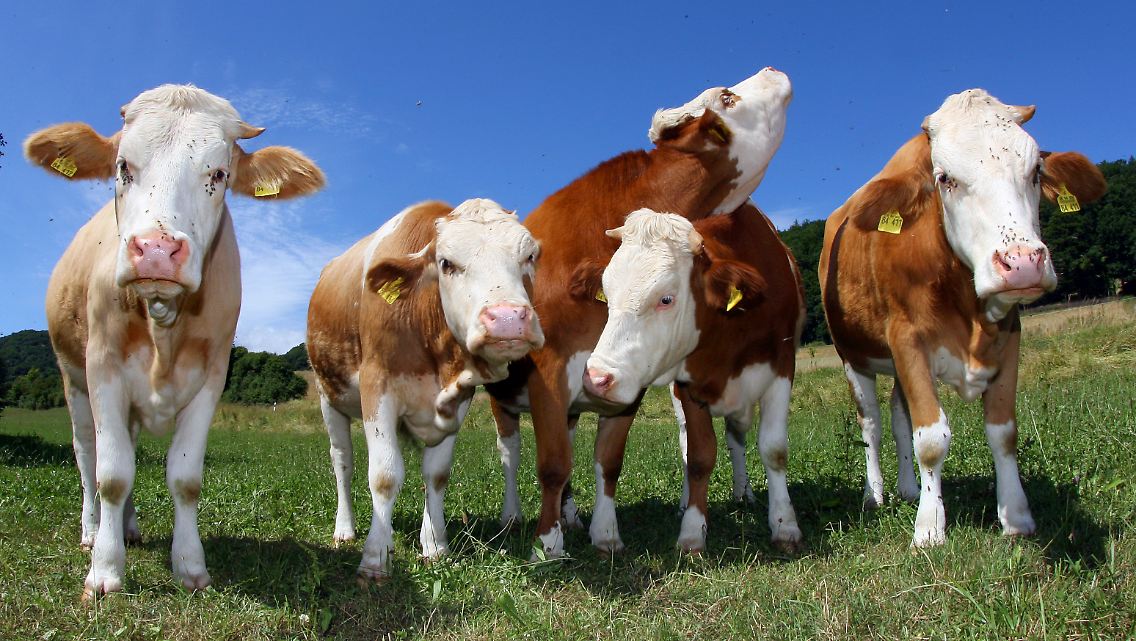 Nur das Fleisch nicht geklonter Tiere darf in der EU verkauft werden.