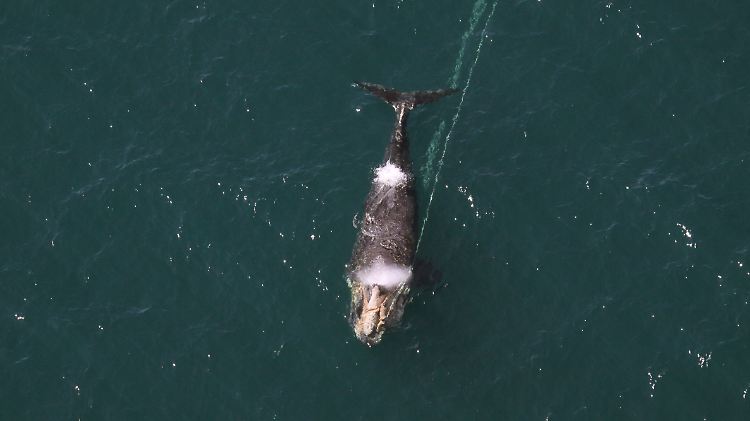 Dieser Nordkaper vor der Küste Nordamerikas zieht viele Meter Tau hinter sich her, die sich in seinem Kiefer verfangen haben. Die Meeresriesen sind nicht nur vom Walfang, sondern zunehmend auch von Fischerei, Unterwasserlärm, Umweltzerstörung und  Klimawandel bedroht.