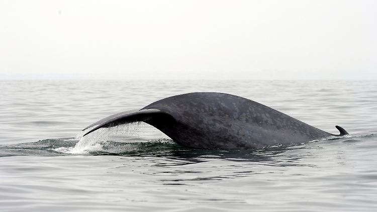 In Sekundenschnelle bewegen die über 100 Tonnen schweren Tiere vor dem Zuschnappen ihren Körper um die eigene Achse.