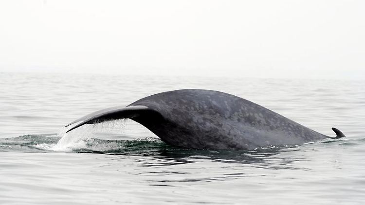 Wale unterbrechen Experimenten zufolge bei Sonar-Signalen ihre Futtersuche und werden so mitunter von reichhaltigen Beute-Gebieten vertrieben. 