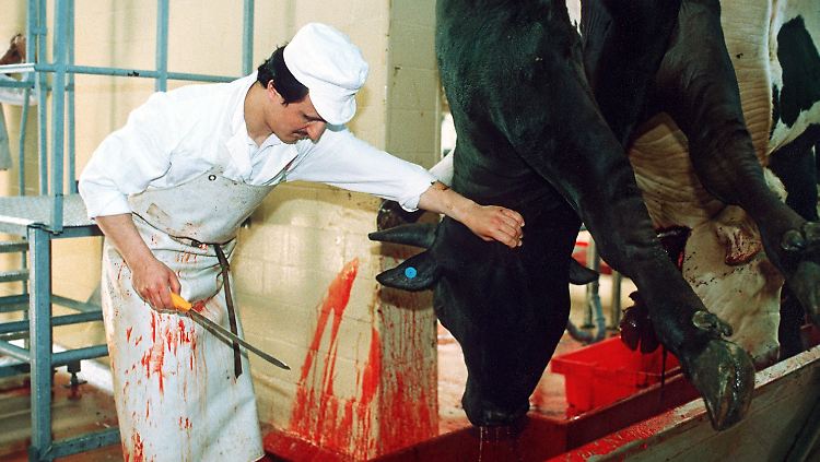 Beim Schächten wird das unbetäubte Tier mit einem langen Schnitt durch die Kehle getötet.