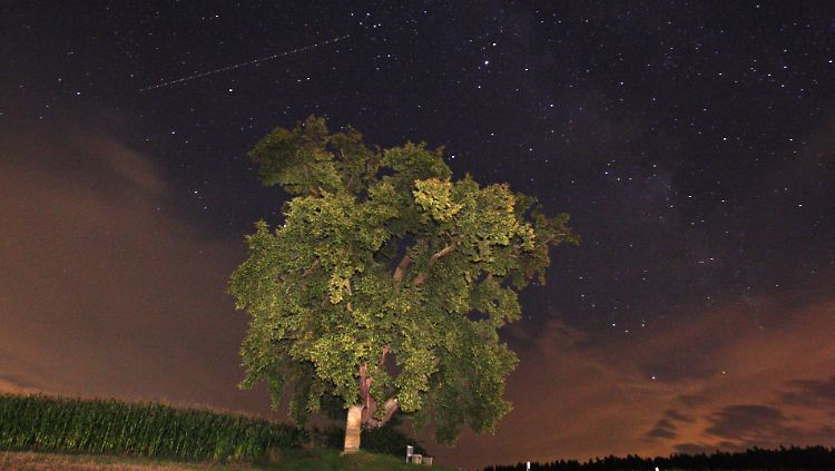 Ein Baum vor dem mit Sternen übersäten Nachthimmel.