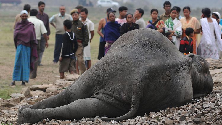 Beim Kampf um den Lebensraum sind in Bangladesch 2001/2002 sieben Elefanten von Menschen getötet worden - Tendenz in den Folgejahren steigend.