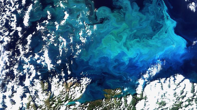 Dem Plankton im Nordatlantik schadet der Klimawandel mehr als die Versauerung der Meere.