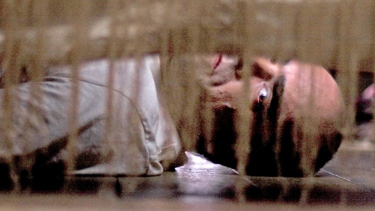 "Sleep Tight": Darum solltest du immer unter dein Bett schauen, bevor du schlafen gehst! (Foto: Senator)