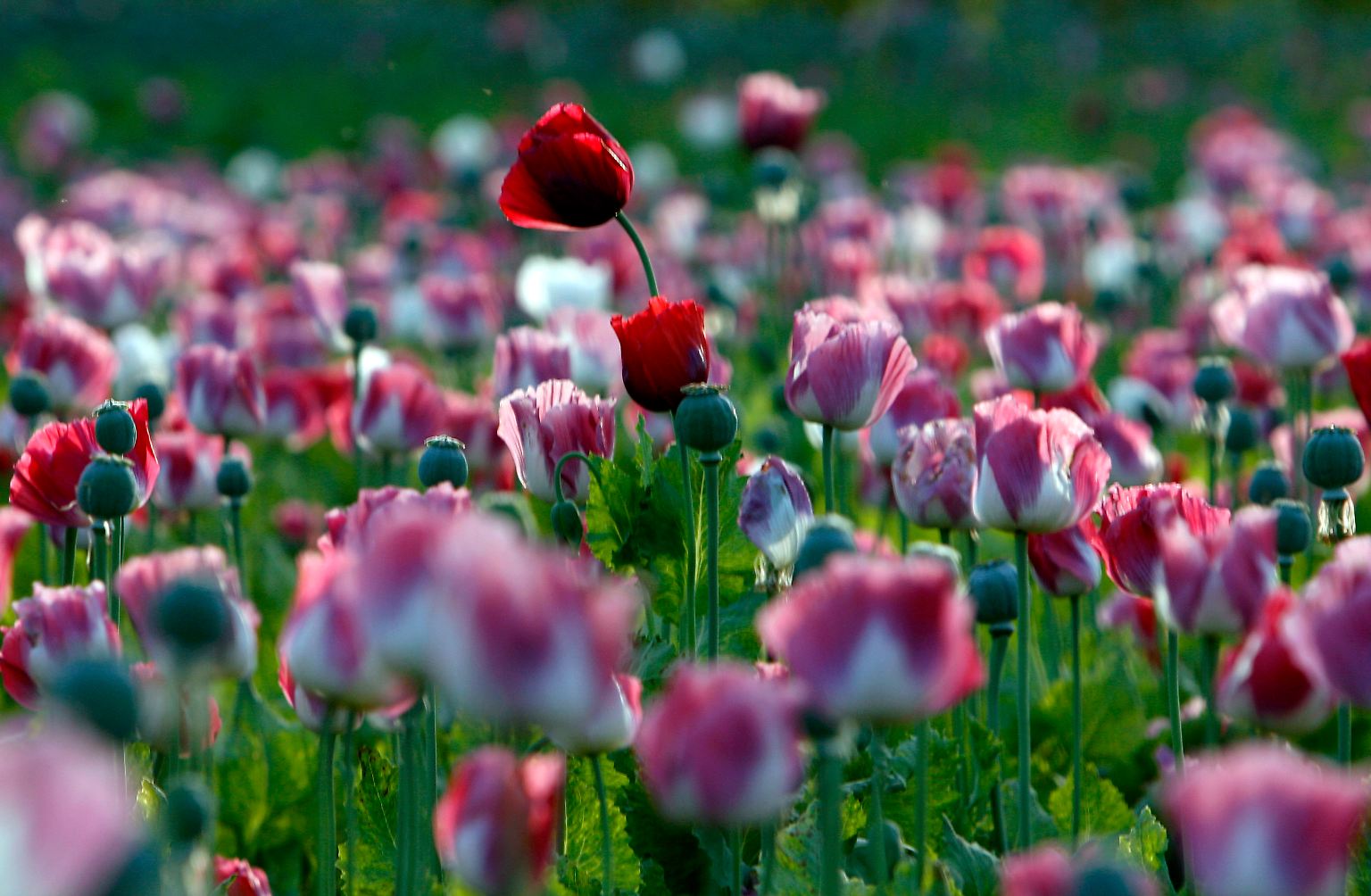 Schlafmohn sieht auf den ersten Blick harmlos aus. Doch er hat es in sich: Aus dem Schlafmohn wird Opium gewonnen.  