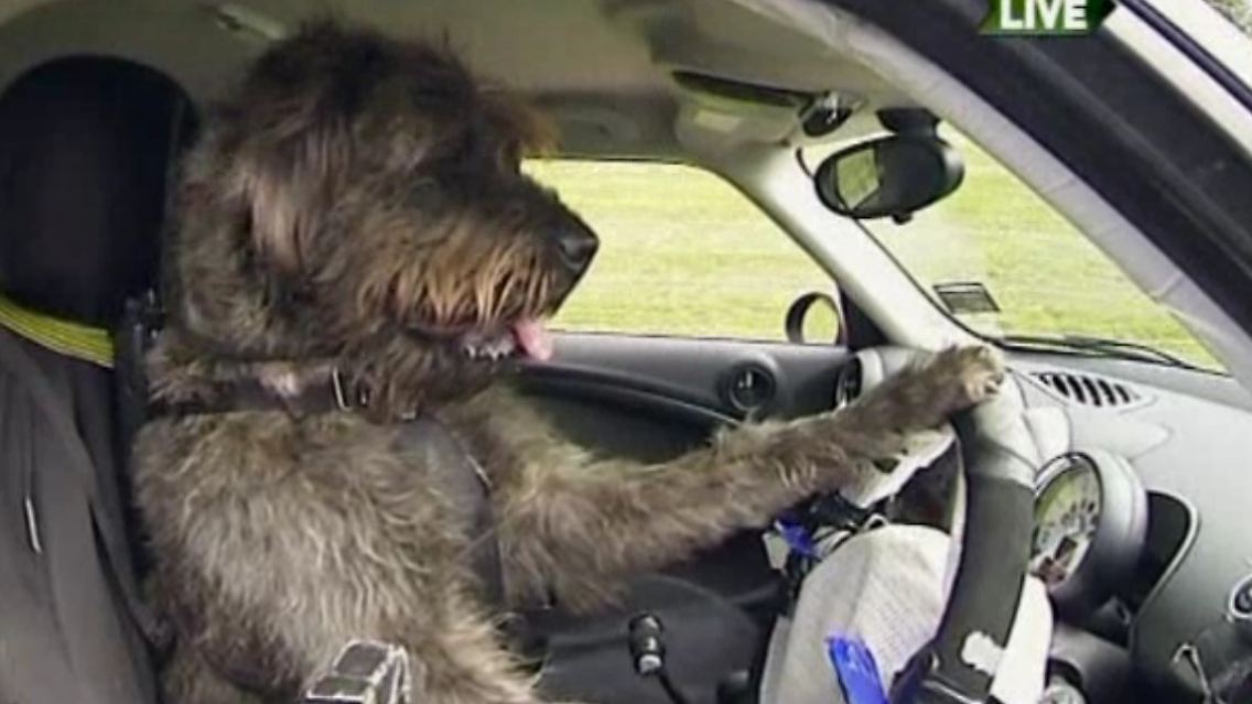 hund.jpg