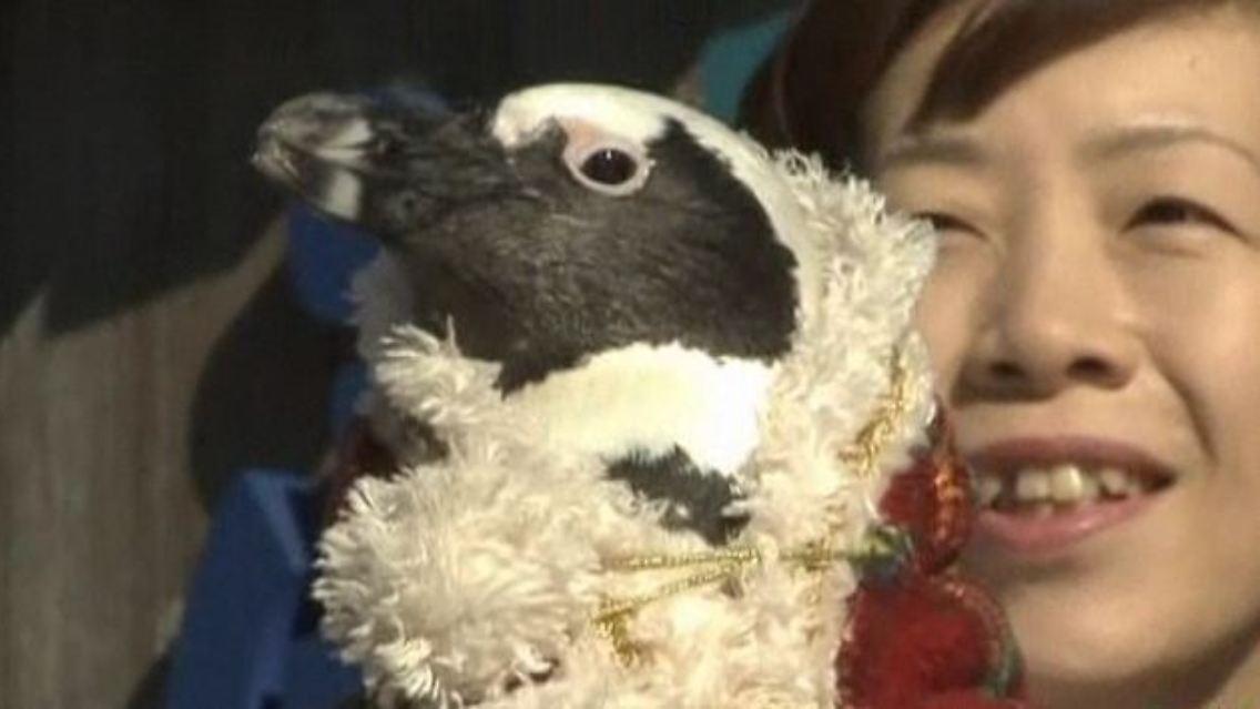 Exklu_Pinguine.JPG
