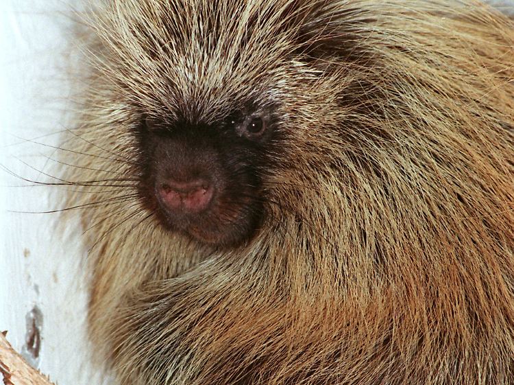 Die Stacheln von Nordamerikanischen Baumstachlern (hier ein Exemplar im Tierpark Stralsund) könnten Vorbild für medizinische Instrumente sein.