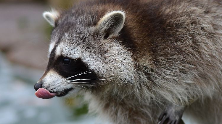 Störenfried mit Zorromaske: Der Waschbär stellt für viele ein Ärgernis dar.