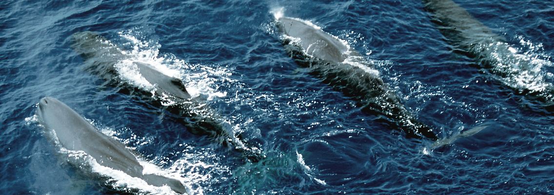 Die Erkenntnis, dass Pottwale unterscheidbar singen, ist ein weiterer Schritt dahin, das Gruppenverhalten der Tiere zu verstehen.