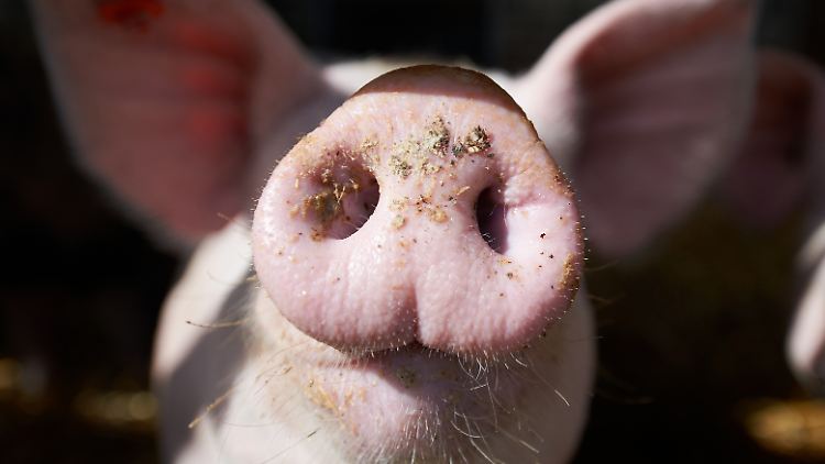 Ferkel dürfen bis Ende 2018 ohne Betäubung kastriert werden.