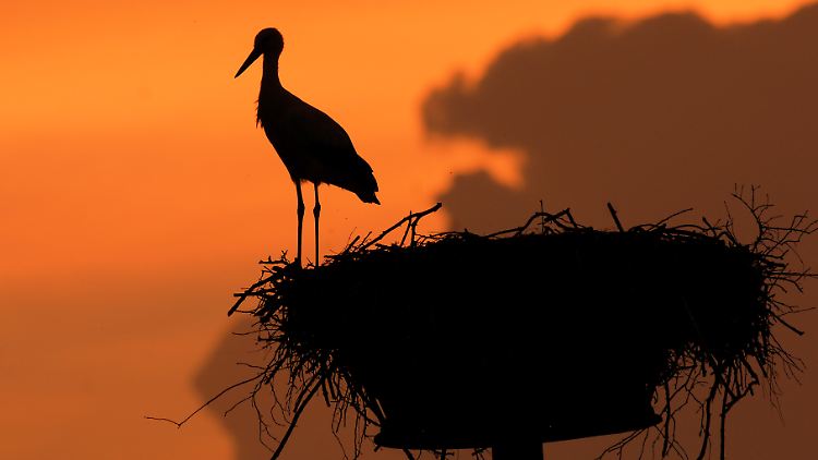 Wenn das Nest leer bleibt, kann das an vielen Faktoren liegen.