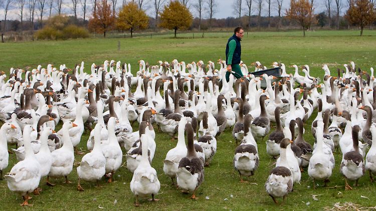 Auf dem Biohof "Auguste" in Sielow (Brandenburg) wachsen die Gänse in natürlicher Umgebung auf.