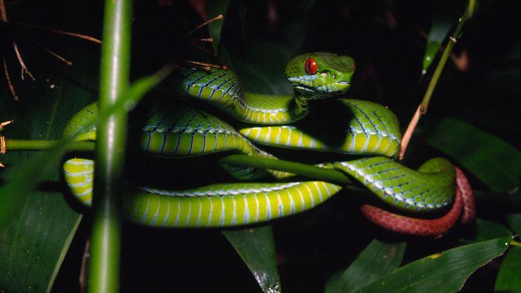 Neu entdeckt: Schlangenart aus Vietnam und Kambodscha namens Trimeresurus rubeus.