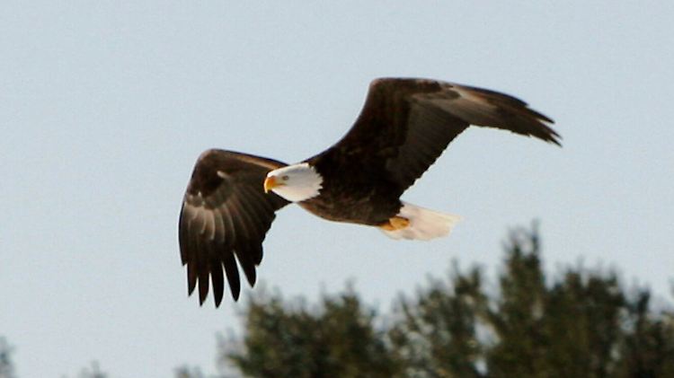 Der Adler war zuvor über dem Park gekreist.
