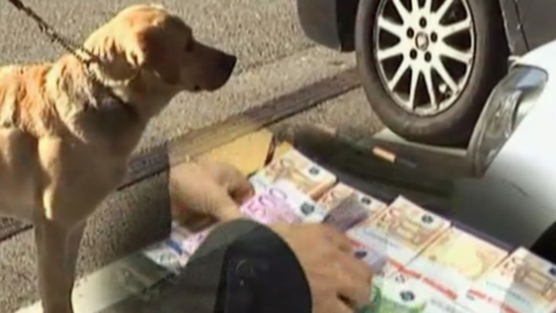 Cashdog.jpg