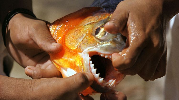 Piranhas können nicht nur gewaltig zubeißen, sie haben auch noch äußerst scharfe Zähne.