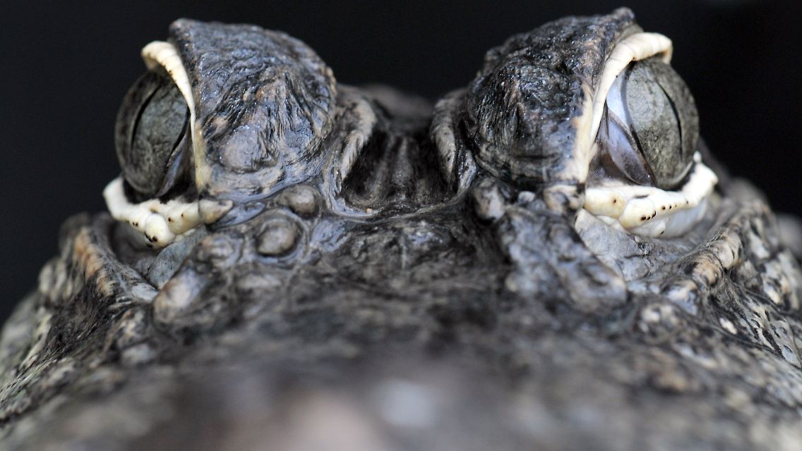 Krokodil.jpg