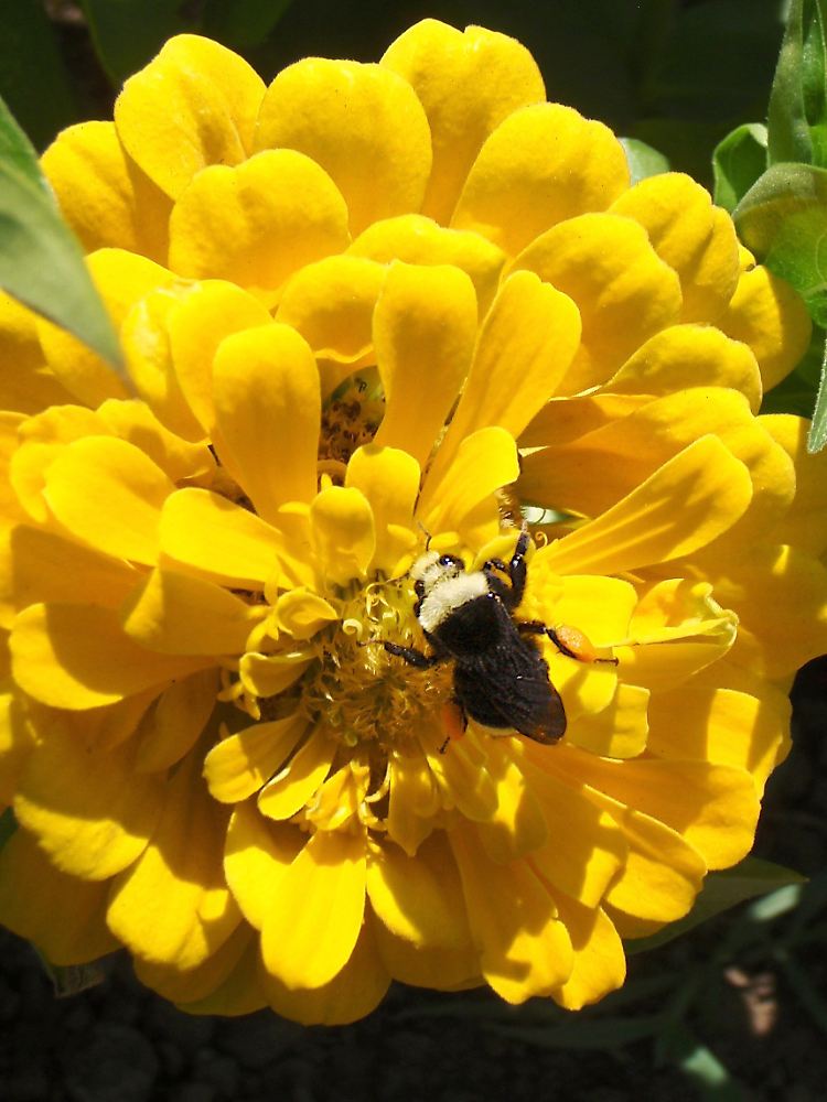 Eine Hummel, wissenschaftlich Bombus vosnesenskii, legt auf der Suche nach Futter oft weite Wege zurück.