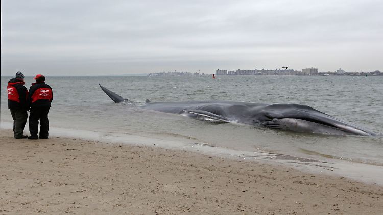 Der Wal strandete am Strand an der 216. Straße.