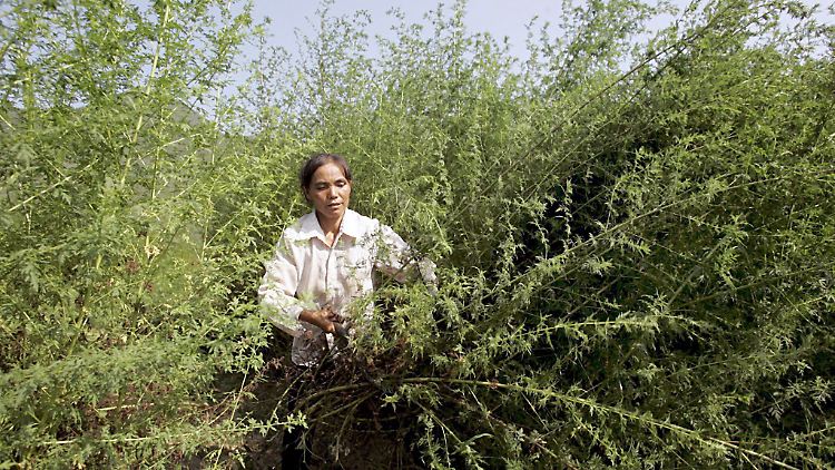 Schon im alten China wurde Artemisia zur Bekämpfung von Malaria eingesetzt.