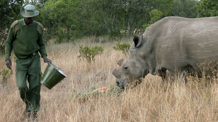 Breitmaulnashorn im Ol Pejeta Reservat in Kenia. Nur noch vier Exemplare leben hier.