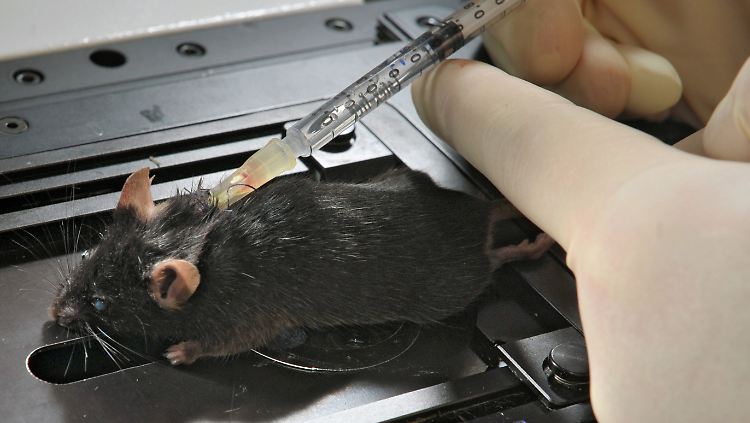 Der Blutzuckerspiegel therapierter Mäuse stabilisiert sich.