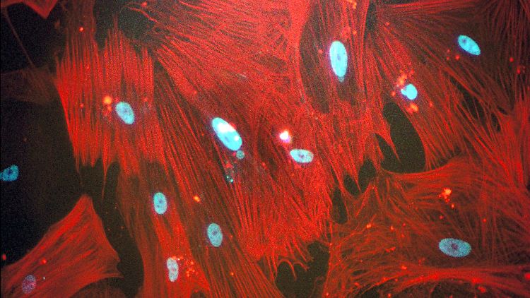 Menschliche iPS-Zellen, die am Max-Planck-Institut in Münster zu Zellen der glatten Muskulatur wurden (rote Färbung). Die Zellkerne sind blau gefärbt.