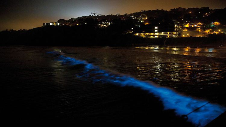 Vor der Küste Kaliforniens nahe San Diego leuchten die Wellen.