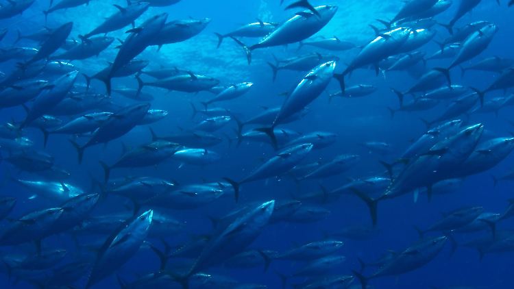 Das Schwermetall Quecksilber reichert sich in Form von Methyl-Quecksilber (einer Verbindung, die etwa hundertmal so giftig ist wie normales Quecksilber) in Fischen an und gelangt so in die Nahrungskette. 