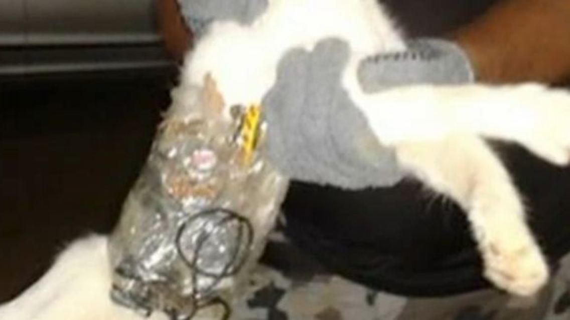 katze2.JPG