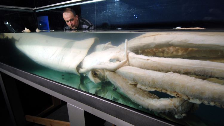 Im Stralsunder Ozeaneum können die Besucher einen sechs Meter langen Riesenkalmar bewundern.